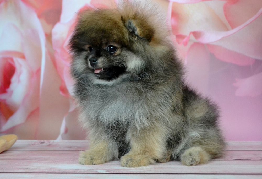 Неймовірні ведмедики