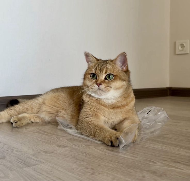 Бронь Кошенята золота шиншила