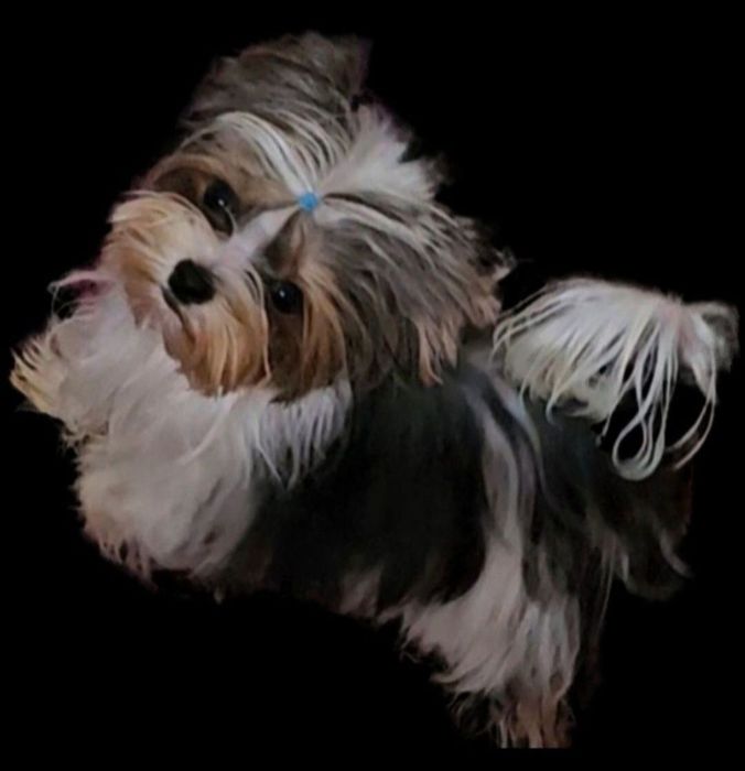 Maleńki 1200kg!!! śliczny, energiczny i wyjątkowy  chłopczyk Biewer