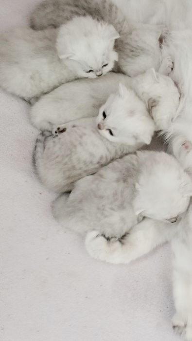 Кошенята чисто породисті окрасу срібна шиншила