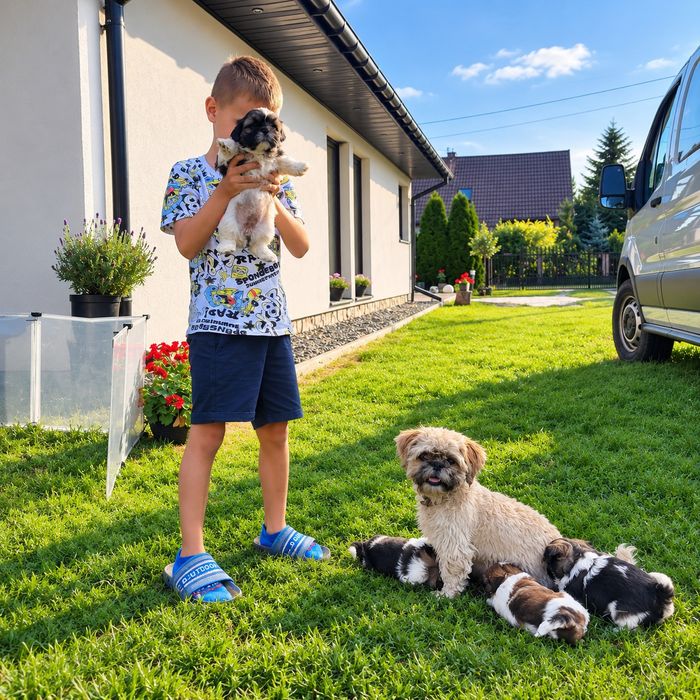 Szczeniak rasy Shih-tzu RODOWÓD Gręzówka-Kolonia • OLX.pl