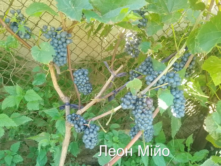 Саджанці  винограду на осінь 2026 р.