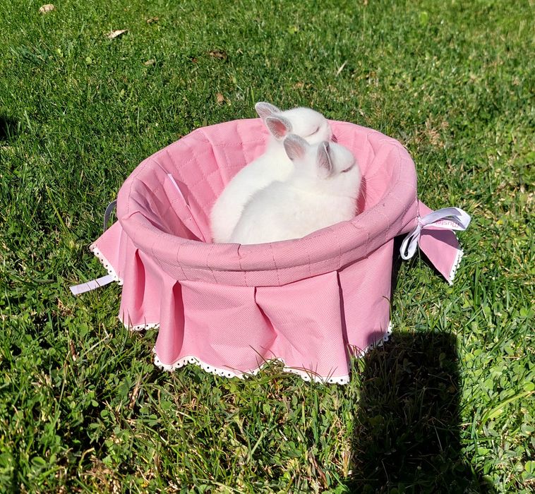 Coelhos anões bebés