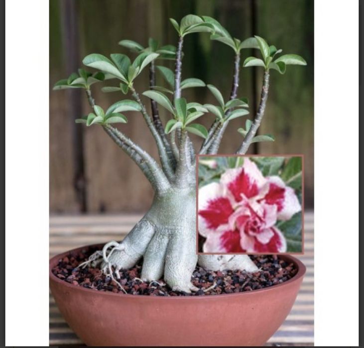 Комнатные цветы адениум