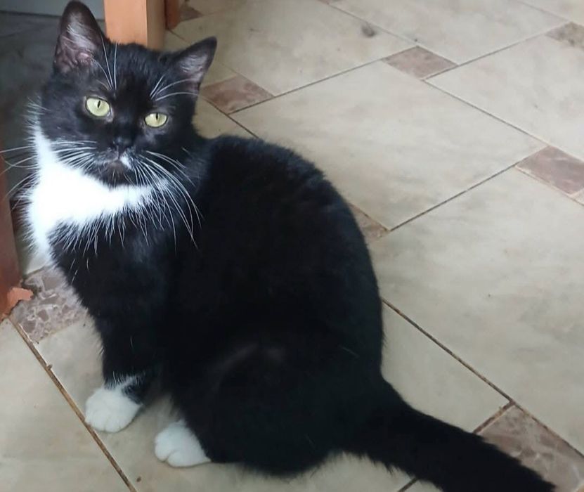 Красуня Чорничка шукає люблячу родину!