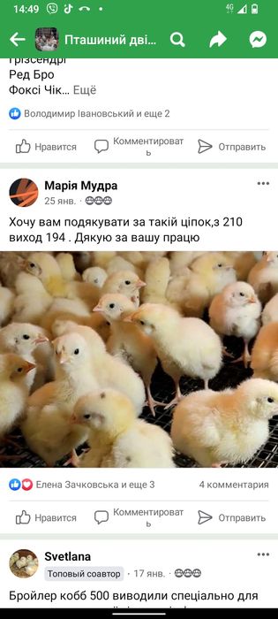 Кобба інкубаційне яйце