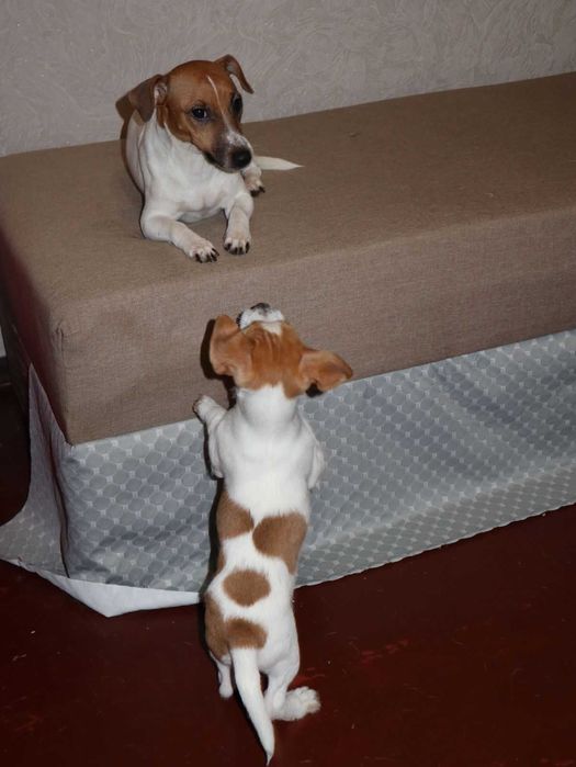 Чистокровні цуценята Джек Рассел Тер'єр