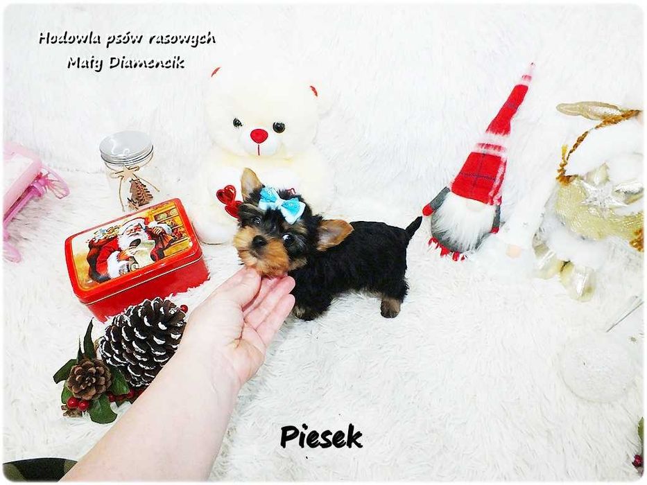 Mini XS !! Malutki Piesek Yorkshire Terrier z Rodowodem i Wyprawką