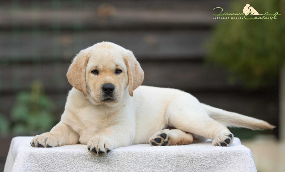 Цуценята лабрадора з яскравою зовнішністю