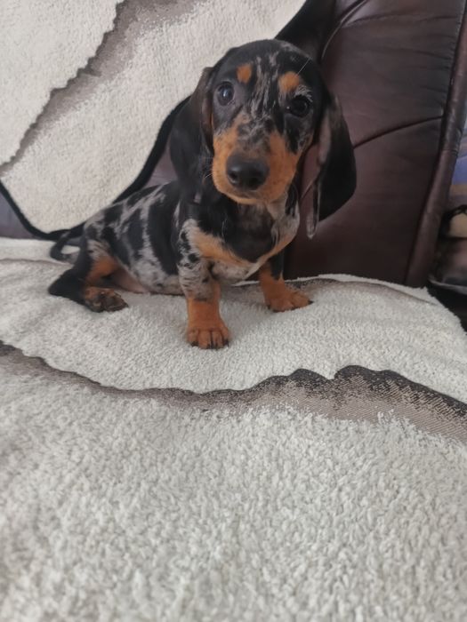 Psy rasowe jamnik krótkowłosy