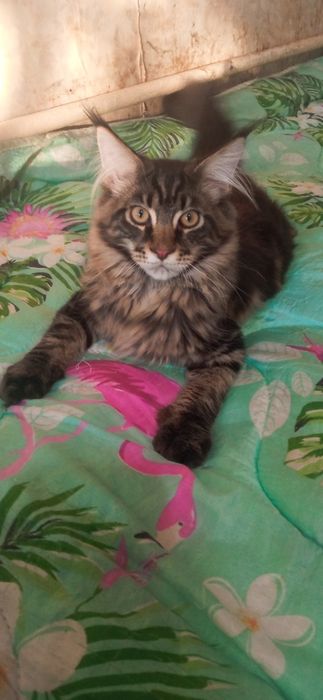 Котёнок Мэйн Куна