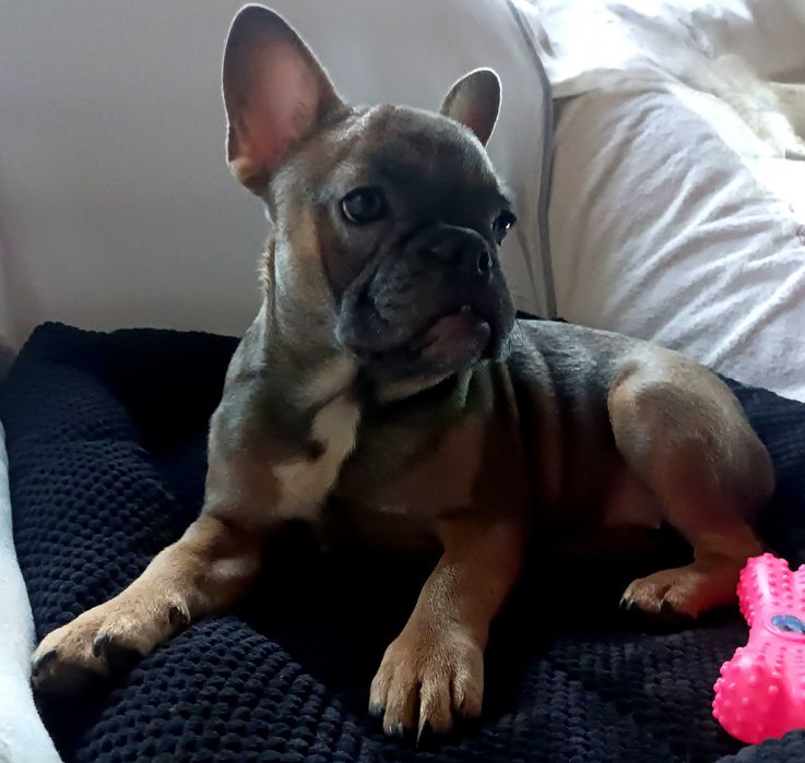 Блакитно палева красуня чекає люблячих батьків