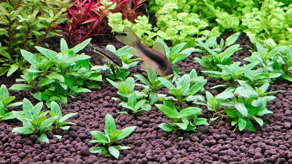 Staurogyne repens i inne rośliny akwariowe