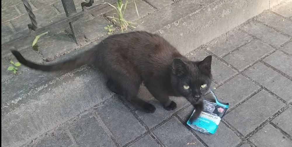 Кошеня в добрі ручки. Котик шукає домівку. Кіт