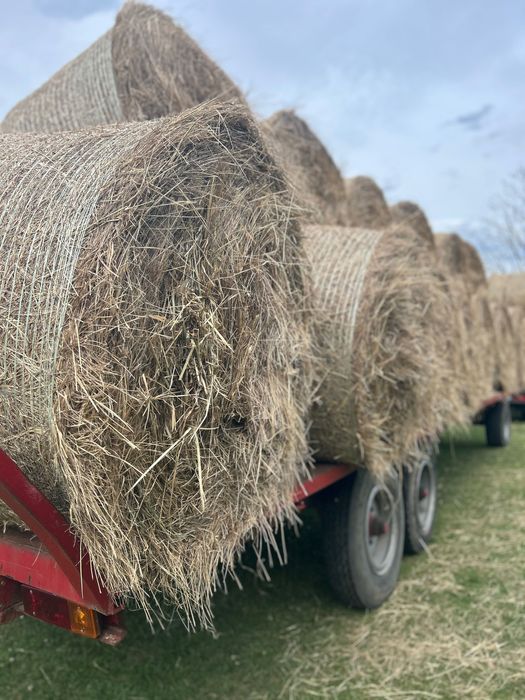 Sprzedam Siano belach