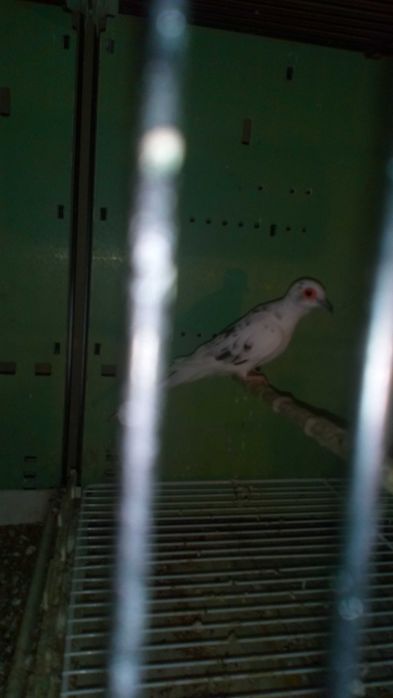 Kanarki klatki 2GR golabki diametowe