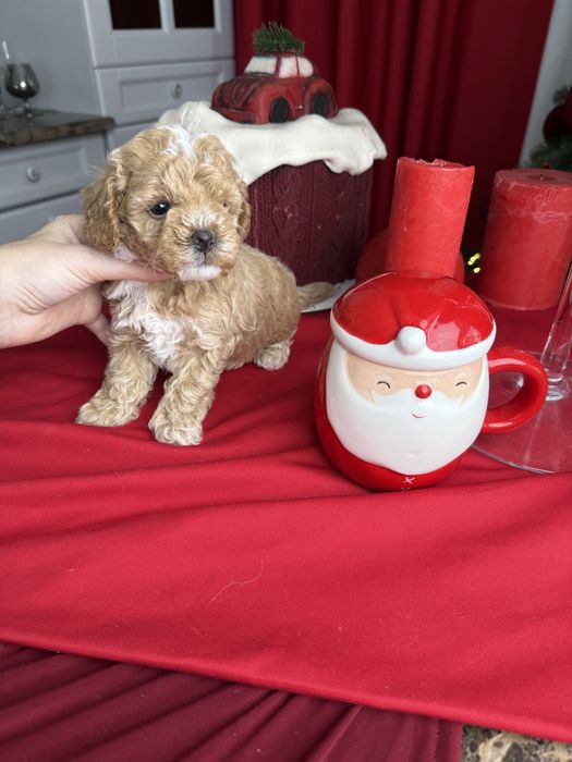 Крамельні бебі фейс мальтіпу