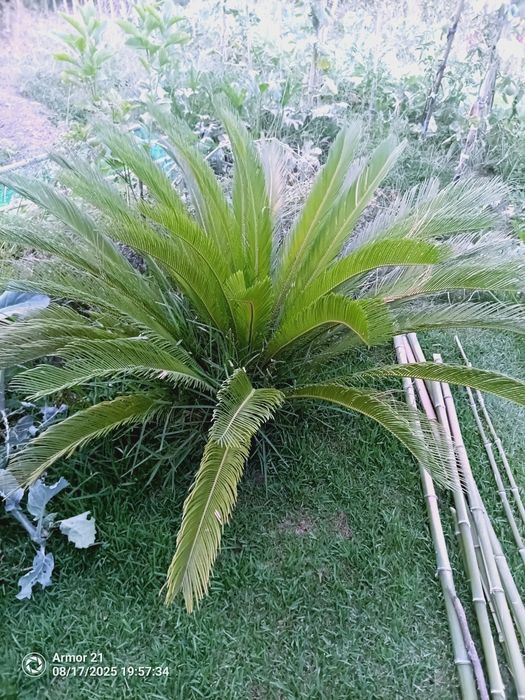 Cica para venda.