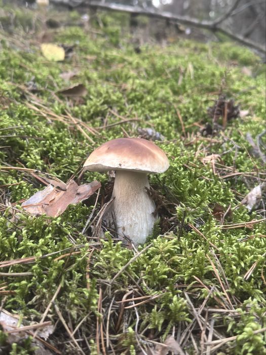 Grzyby; Borowik; Podgrzybek; Maślak; rydz - świeże - zamówienia