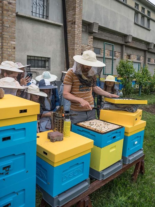 Rodzina pszczela, odkład, Sypaniec, silne, leczone