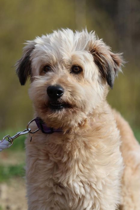 Do adopcji samiec 15kg