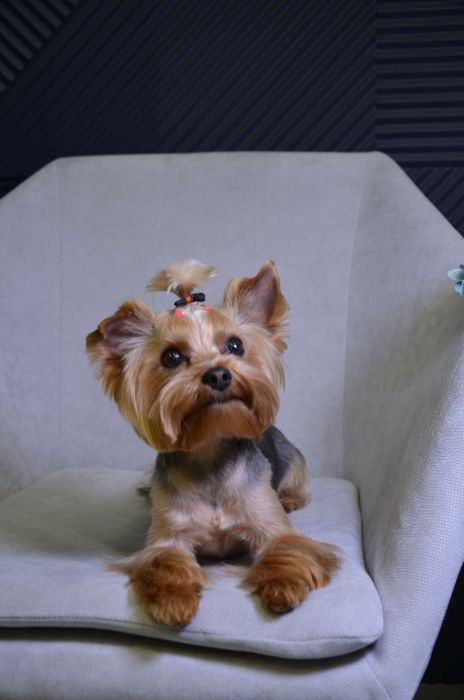 Вязка Йорк Мальчик мини