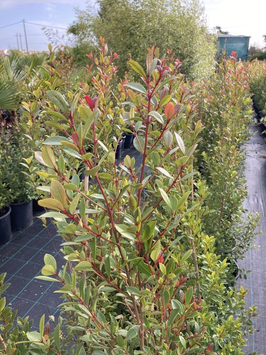 Eugénias myrtifolia, sebes