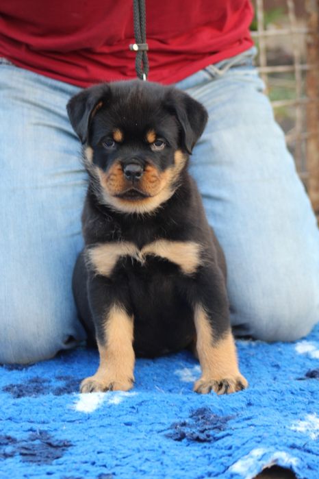 Кращі хлопчики, великі і яскраві