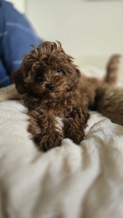 Cavapoo F1b samiec