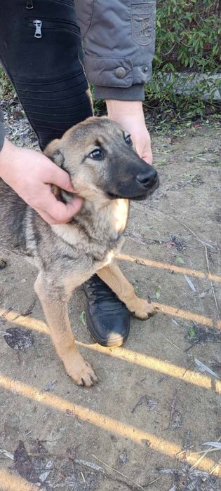 Отдаем даром в хорошие руки щенков