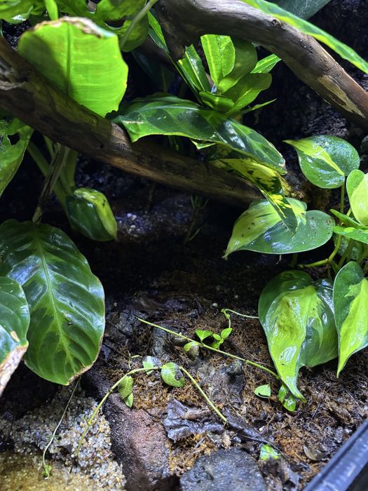 Paludarium 60x45x90