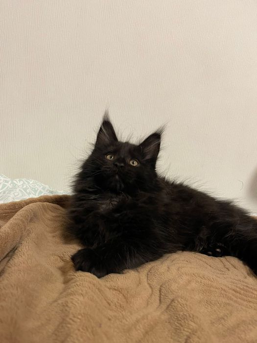 Мейн-Кун колір високе срібло