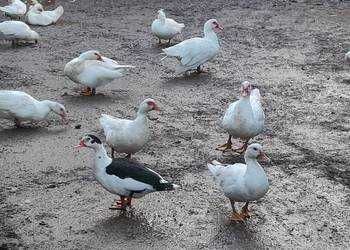 Sprzedam kaczki francuskie