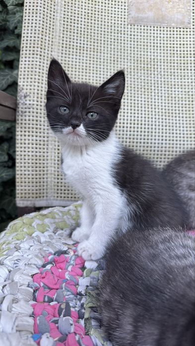 Віддам кошенят у добрі руки.