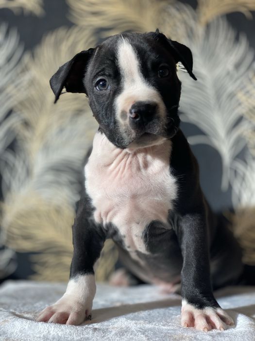 Чорний принц Амстафф