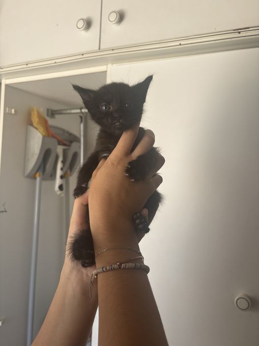 Gatinhos bebes adoção