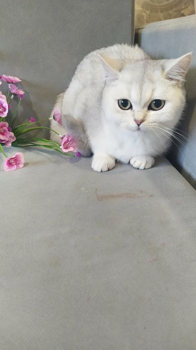 Шиншилла нс11   2 месяца