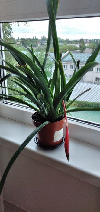 Більбергія кімнатні квіти