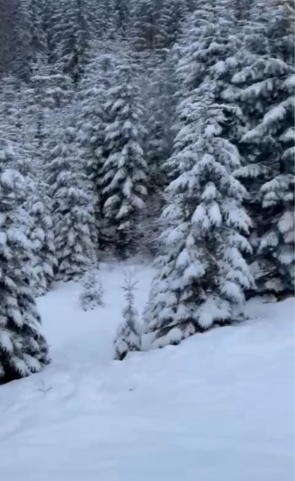 Земельна ділянка з ЛІСОМ на територіі .