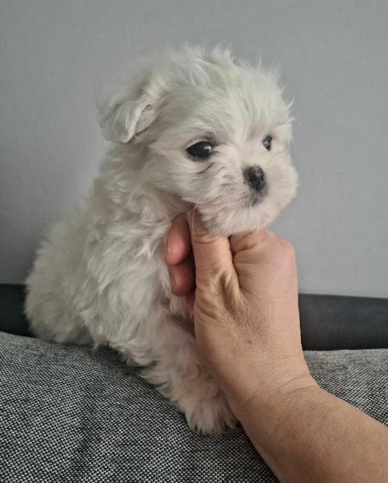 Maltańczyk po małych rodzicach