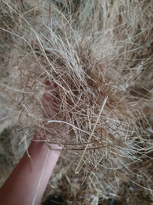 Sprzedam bele siana 125