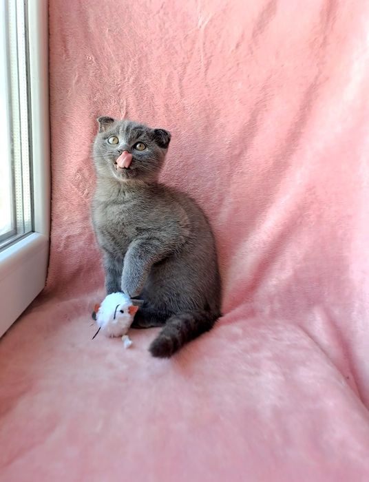 Чистокровная шотландская девочка