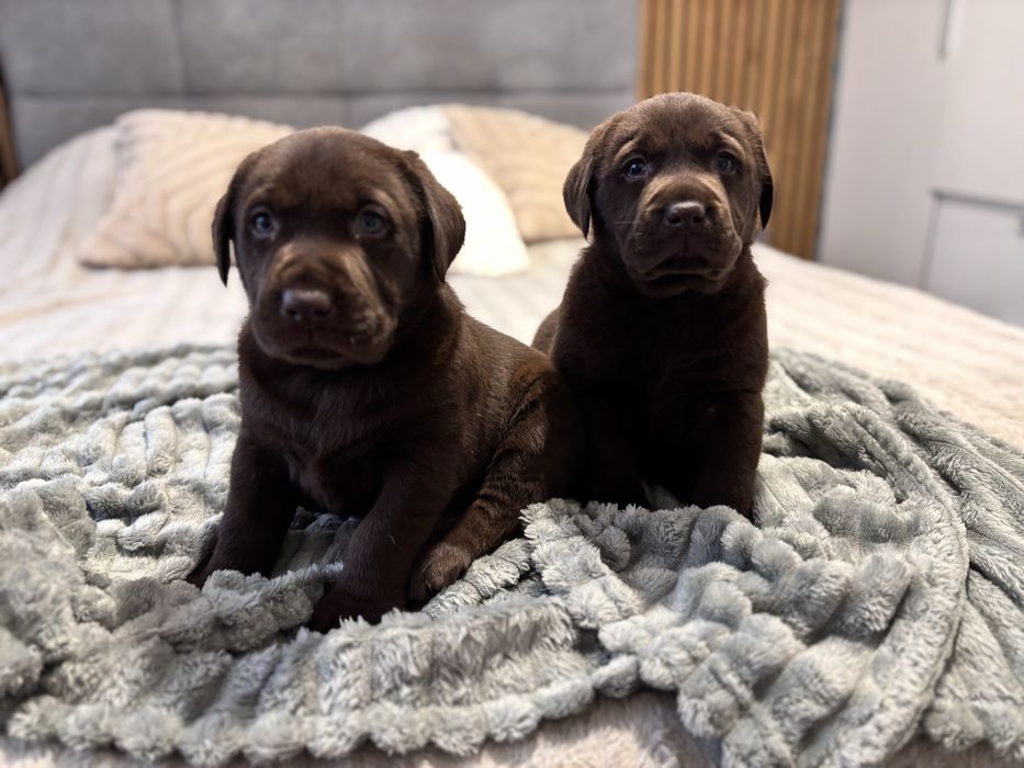 Labrador czekoladowy