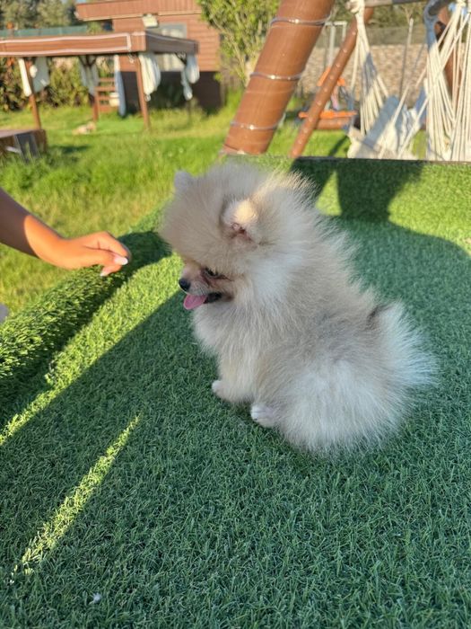 Spitz Alemão Anão MINI com LOP