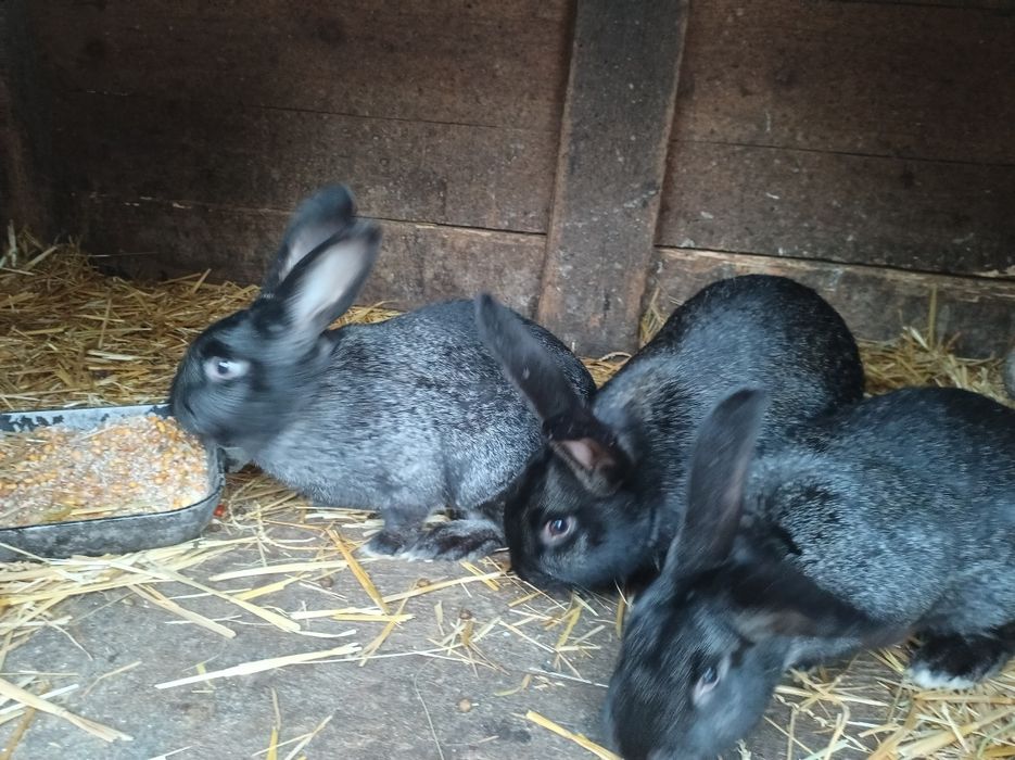 Продам кролів своїх