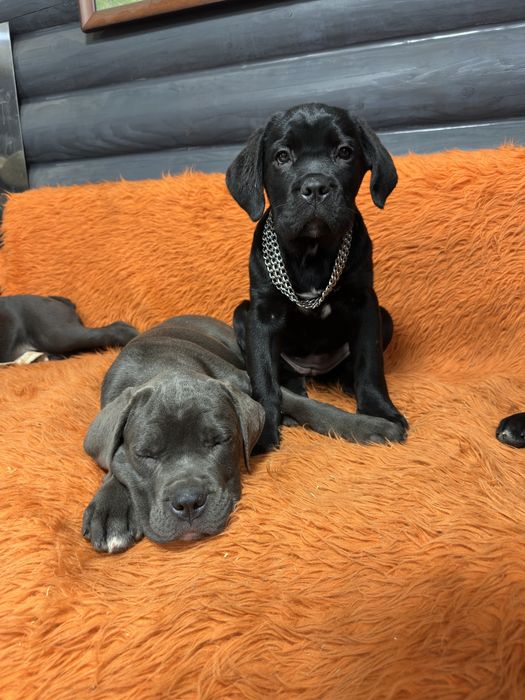 Дівчинка кане-корсо чорна мала 2міс