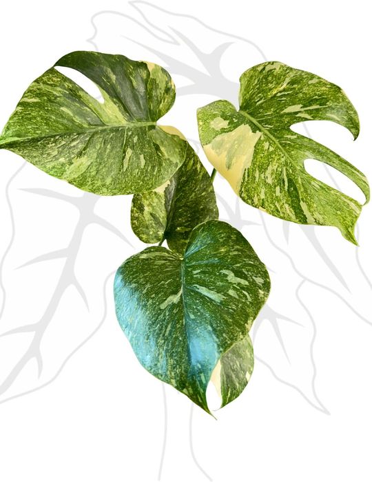 Monstera Legacy Ø-9 cm H-15 cm