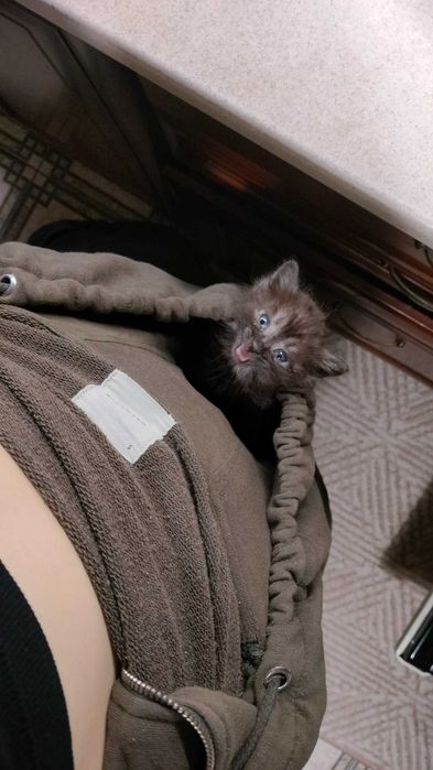 Кошеня, 1 місяць в добрі руки