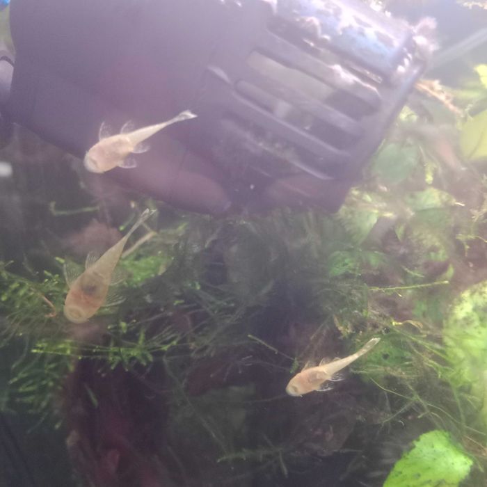 Sprzedam zbroinika glonojad