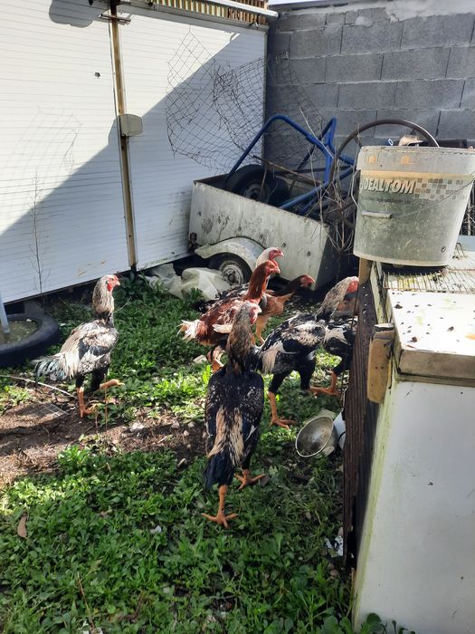 Ovos e galos indio gigante